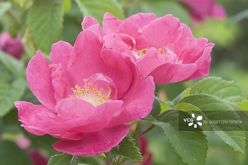 德国法兰西玫瑰图片素材