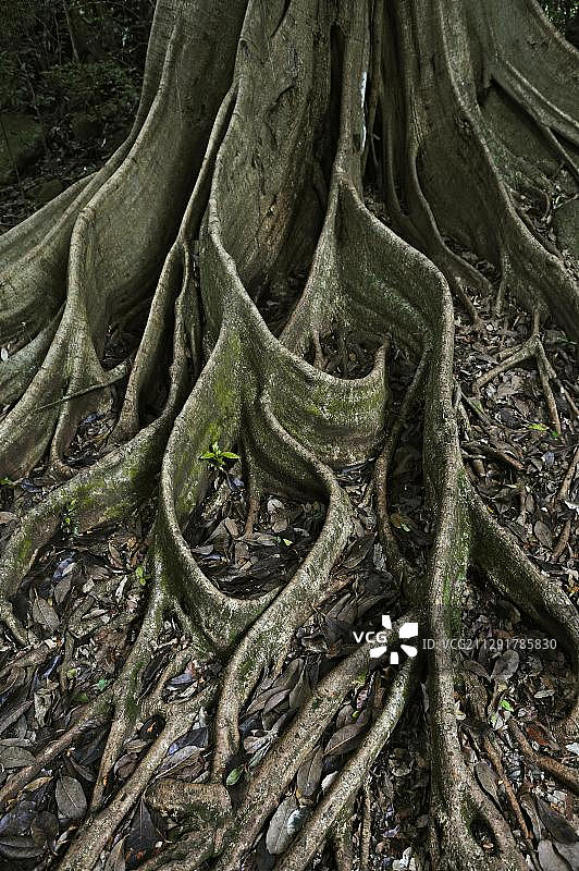 支撑根，红木，巴豆木或香树（Pterocarpus officinalis），瓜纳卡斯特省林孔德拉别哈国家公园，哥斯达黎加，中美洲图片素材