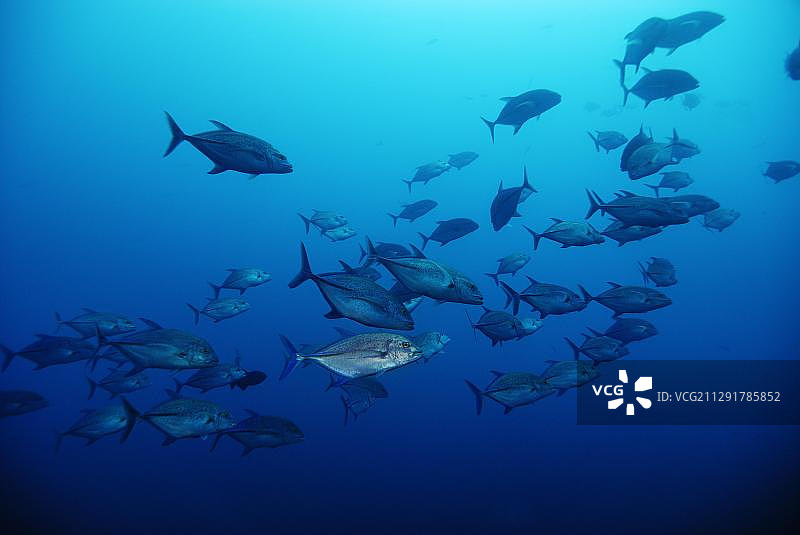 大眼鲹或大眼金梭鱼(Caranx sexfasciatus)，科科斯岛，哥斯达黎加，中美洲图片素材