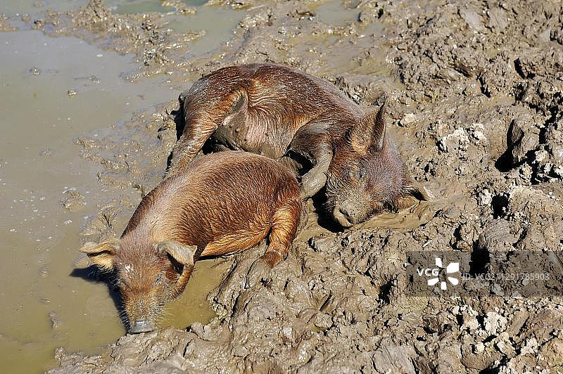 在阿根廷查科省Tres Isletas干涸水坑中嬉戏的两头猪图片素材