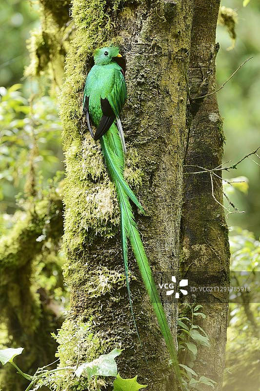 雄性格查尔鸟，位于哥斯达黎加圣格拉多-德多塔的中美洲繁殖洞穴中图片素材
