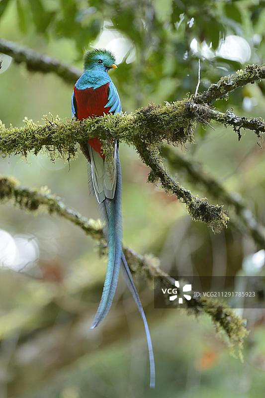 格查尔鸟雄鸟栖息于树枝上，哥斯达黎加圣赫拉尔多-德多塔，中美洲图片素材