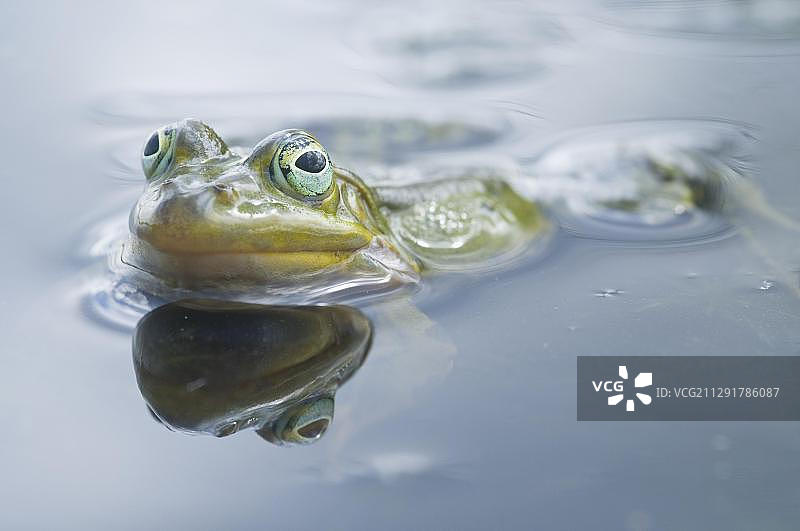 食用蛙图片素材