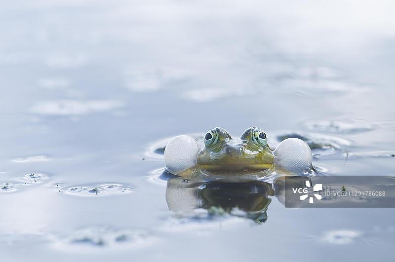 食用蛙图片素材