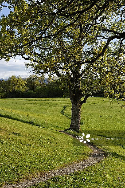 德国巴伐利亚州巴特海尔布伦附近的道路图片素材