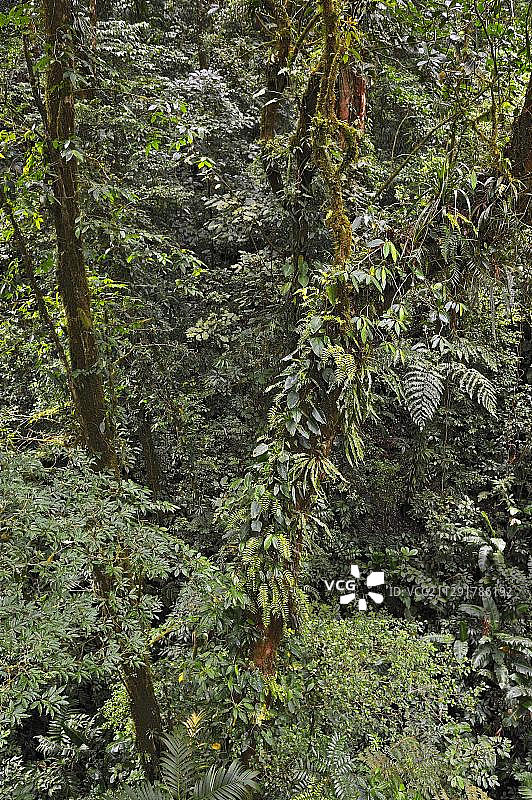 哥斯达黎加阿拉胡埃拉省蒙特维多Selvatura公园云雾森林中树干上的蕨类植物、苔藓、藤蔓和附生植物,中美洲图片素材