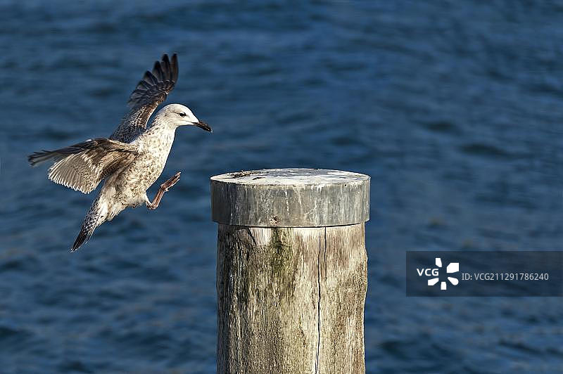 里海银鸥（Larus cachinnans）降落在德国梅克伦堡-前波莫瑞州波尔岛蒂门多夫港口的一根柱子上图片素材