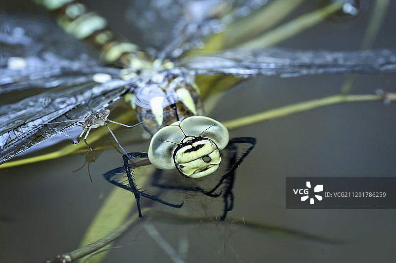 欧洲奥地利：豆娘与水黾图片素材