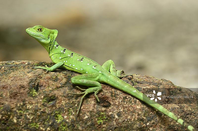 羽饰蜥蜴，雌性，在哥斯达黎加的树干上图片素材