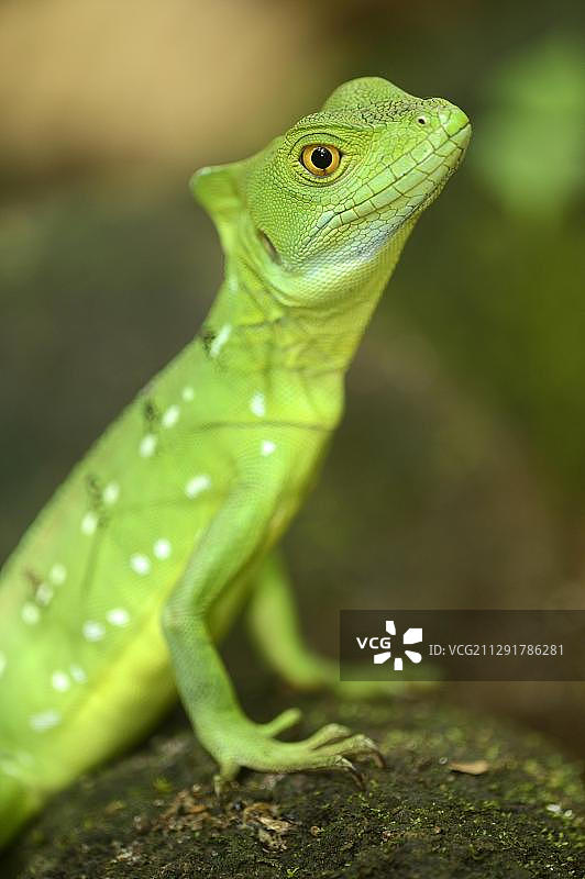 羽饰蜥蜴，雌性，位于哥斯达黎加图片素材