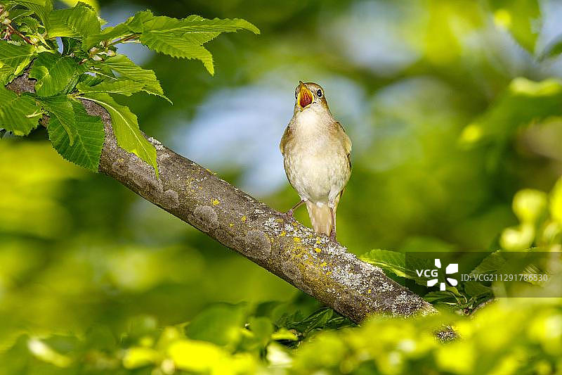 歌唱的夜莺图片素材