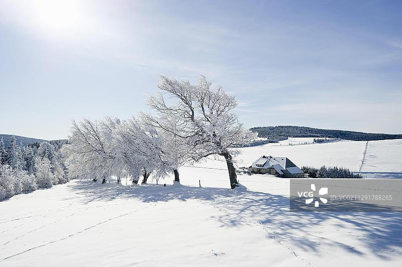 德国巴登-符腾堡黑森林肖因斯兰山的雪山毛榉图片素材
