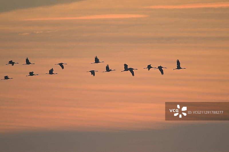 德国梅克伦堡-前波美拉尼亚：日出时分飞翔的灰鹤图片素材
