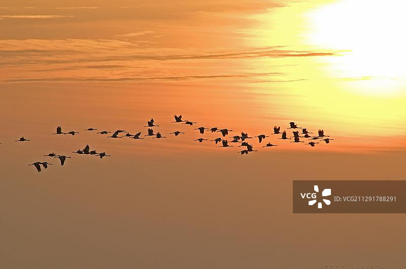 德国梅克伦堡-前波美拉尼亚：日出时分飞翔的灰鹤图片素材