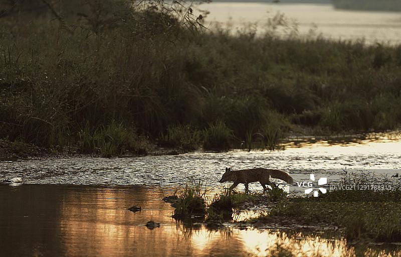 多瑙河湿地中的红狐狸图片素材