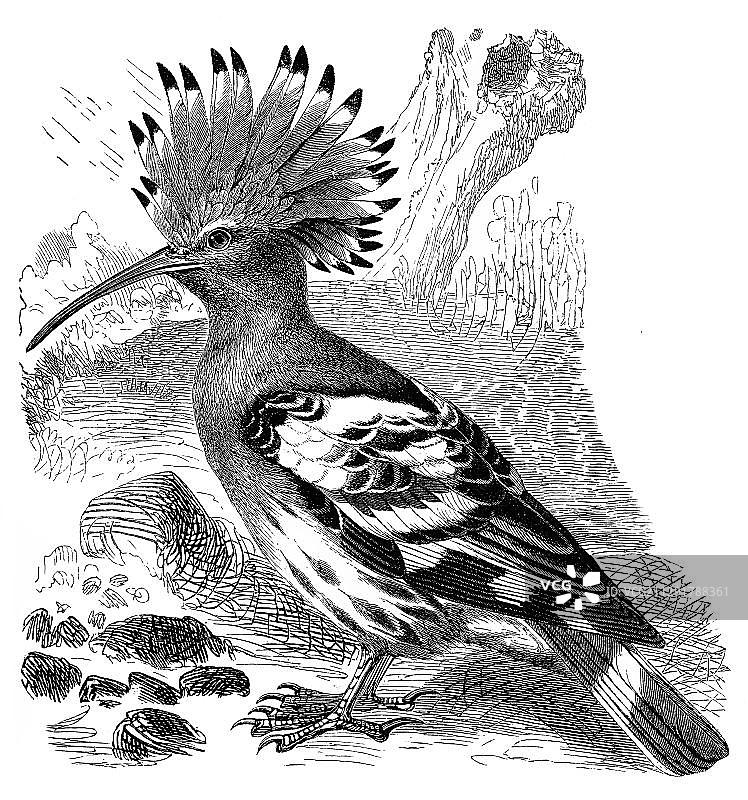 《Meyers Konversations-Lexikon百科全书》1889年关于戴胜鸟的历史插图图片素材