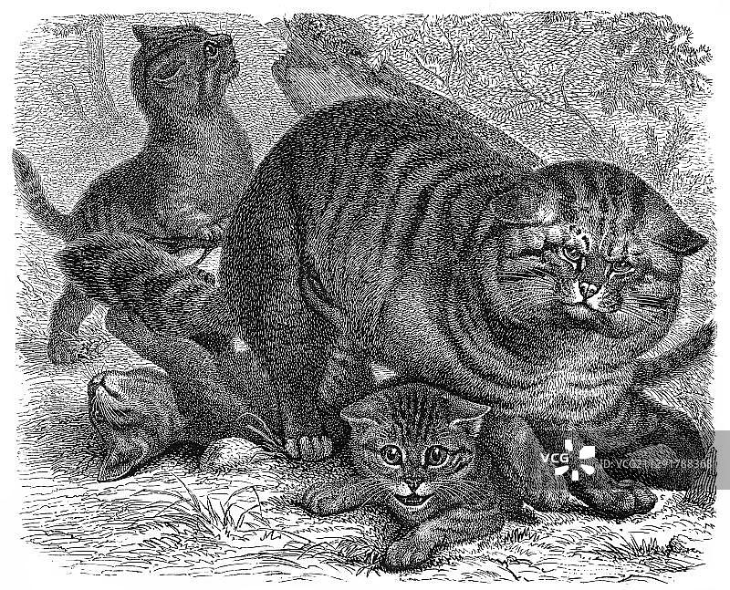 19世纪欧洲 Meyer 百科全书中的野猫历史插图图片素材