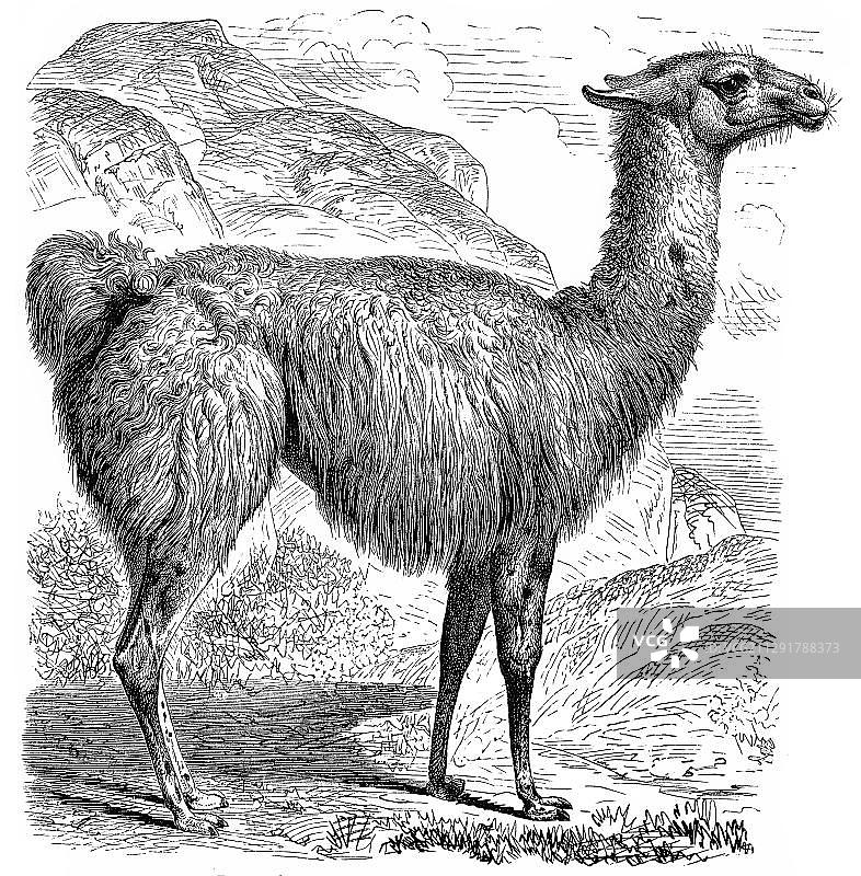 19世纪美洲驼历史插图，出自《梅耶百科词典》，1889年图片素材