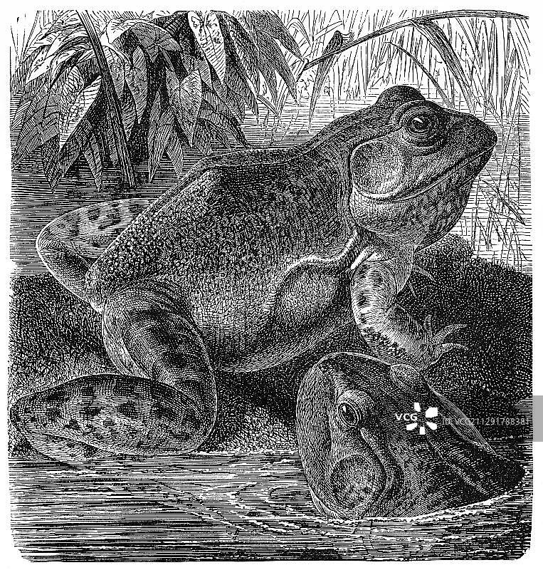 19世纪美洲牛蛙历史插图，出自《梅耶百科词典》，1889年图片素材