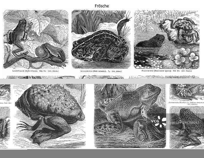 19世纪蛙类和蟾蜍历史插图图片素材