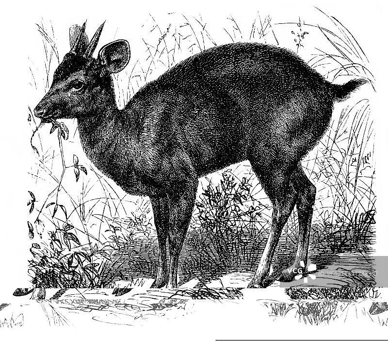 历史插画：赤鹿，19世纪Meyers百科全书图片素材