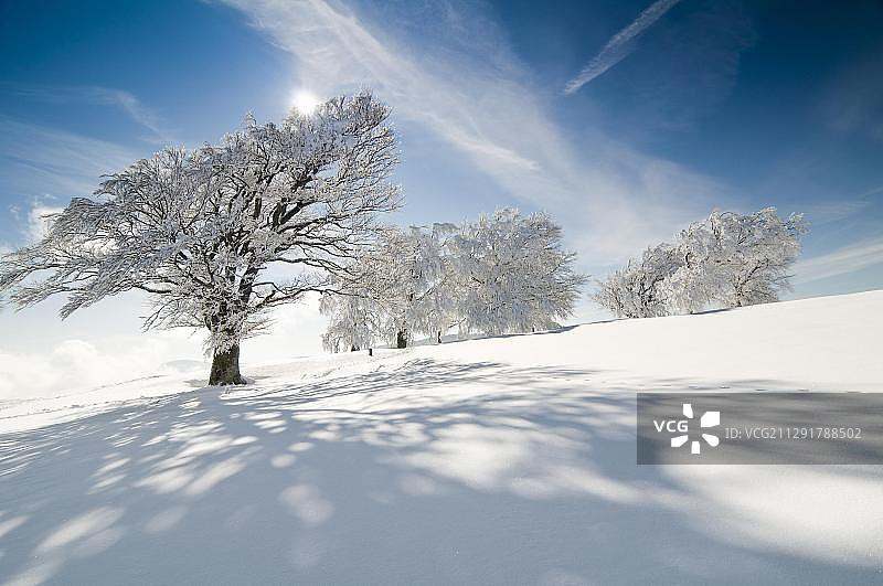 德国弗莱堡绍因斯兰山上的雪山毛榉树图片素材