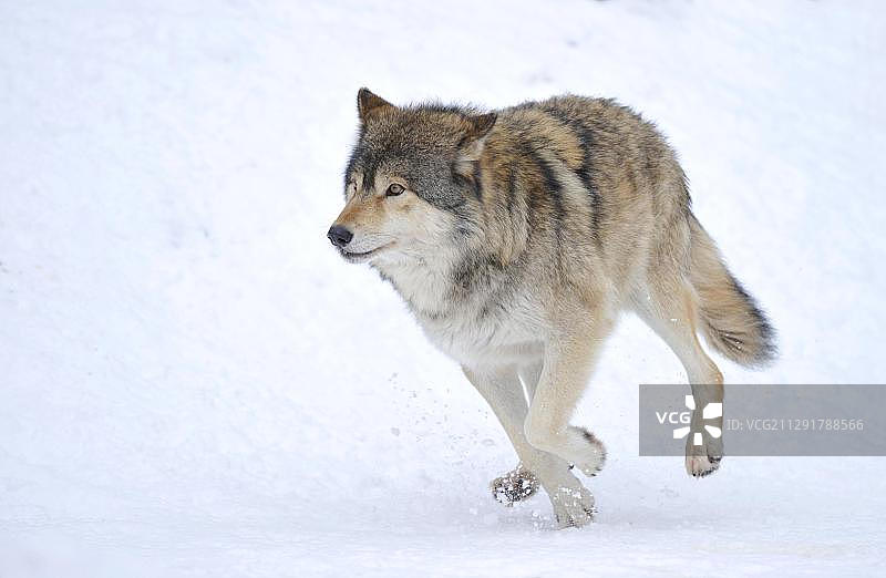 雪地里的麦肯齐河谷狼，加拿大森林狼（灰狼亚种），巴伐利亚森林国家公园，德国，欧洲图片素材