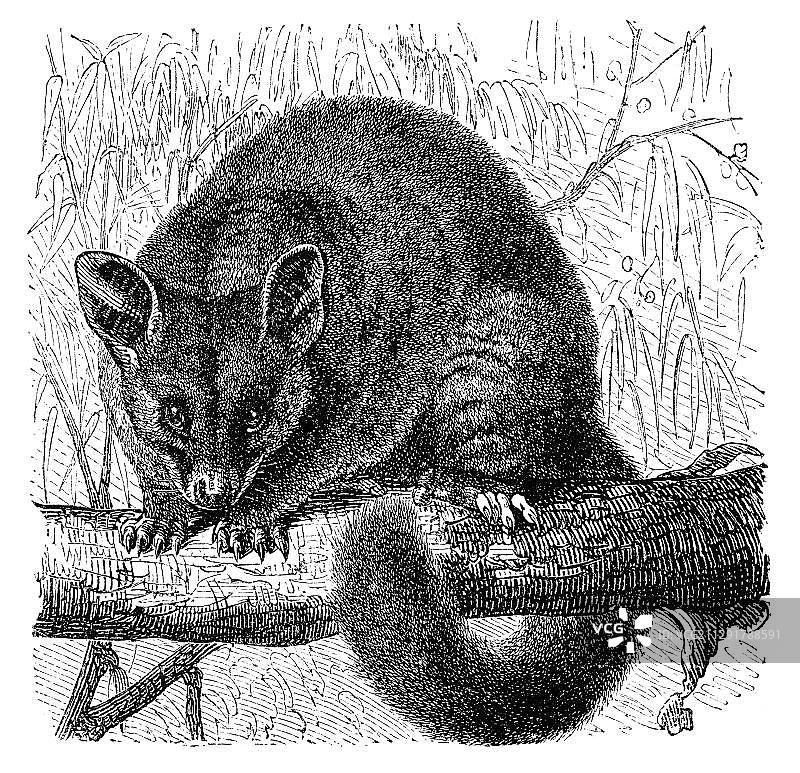 19世纪 Common Brushtail Possum (Trichosurus vulpecula) 历史图例图片素材