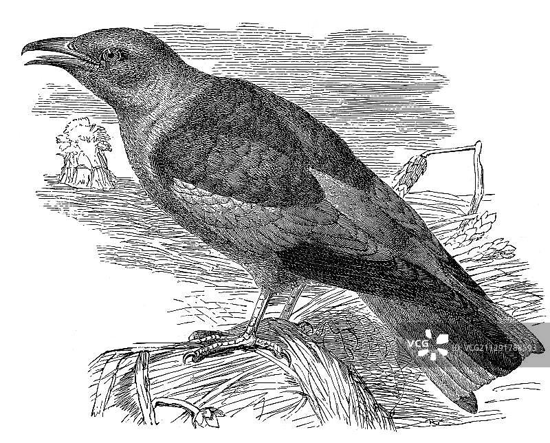 19世纪 Roller (Coracias garrulus)历史图谱,出自1889年梅耶百科全书图片素材