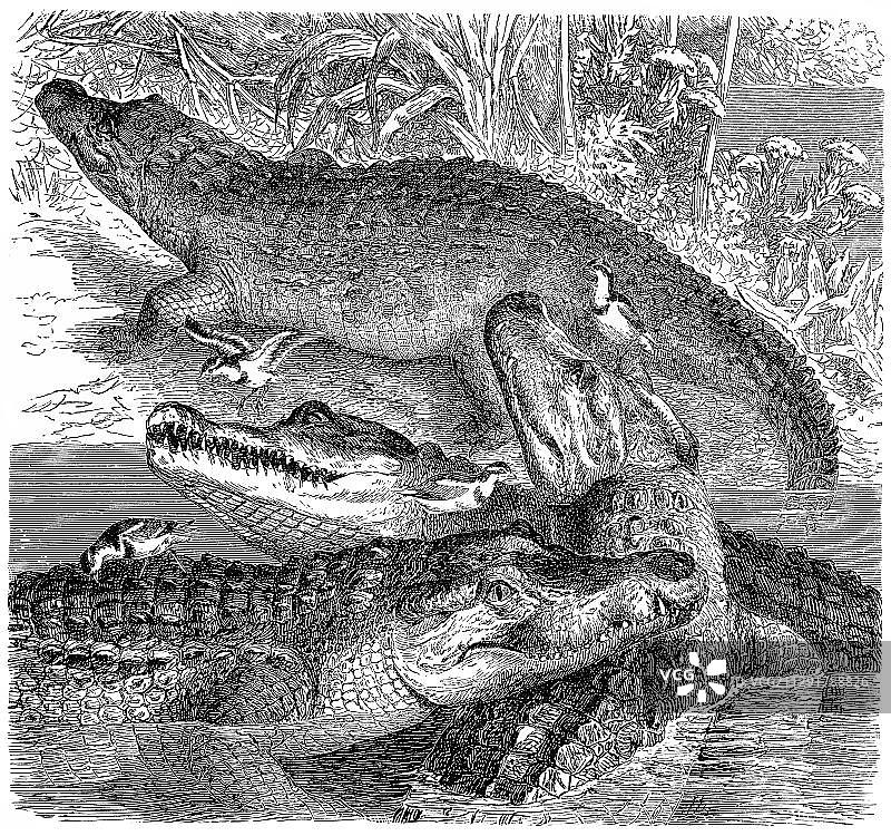 19世纪尼罗鳄历史图样（选自《 Meyers Konversations-Lexikon百科全书》1889年）图片素材