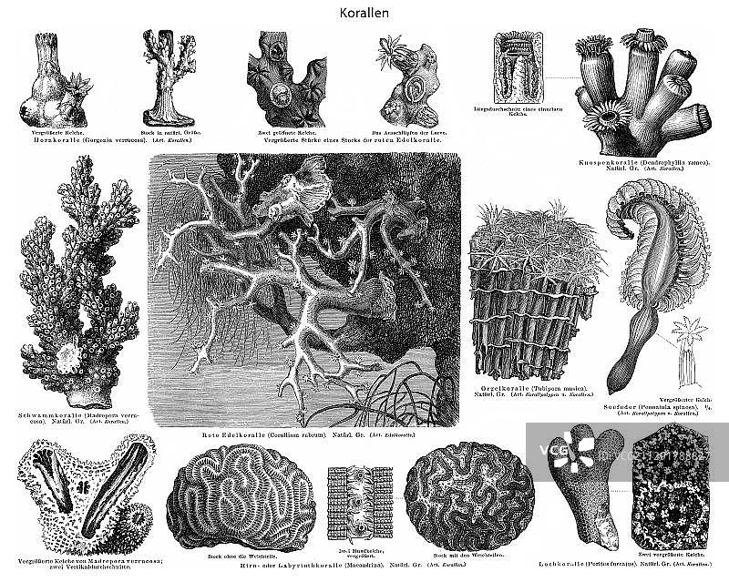 19世纪珊瑚历史图示，出自《梅耶百科全书》，1889年图片素材