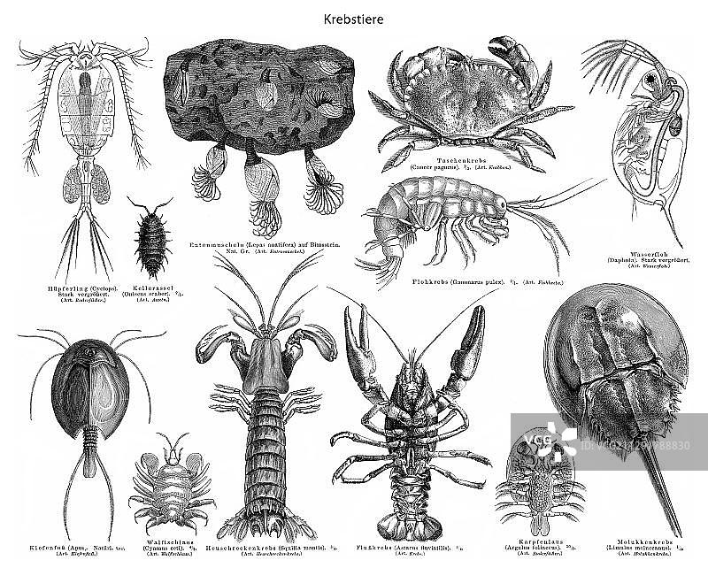 19世纪甲壳动物图示图片素材