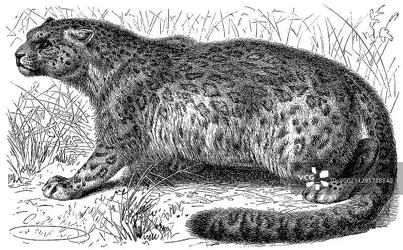 19世纪雪豹历史图图片素材