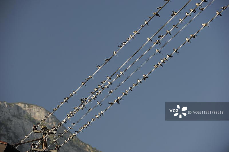 高压电线上的普通家燕，哈尔施塔特，萨尔茨堡，奥地利，欧洲图片素材