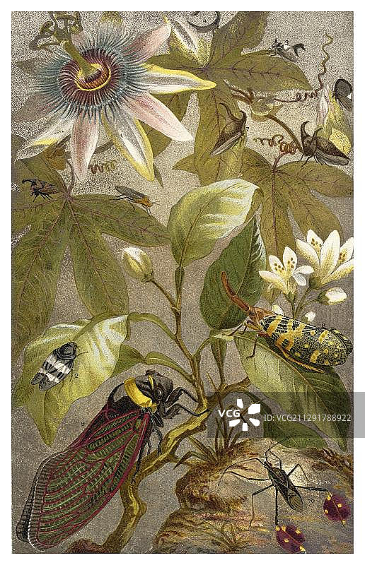 19世纪蝉的图形表示图片素材