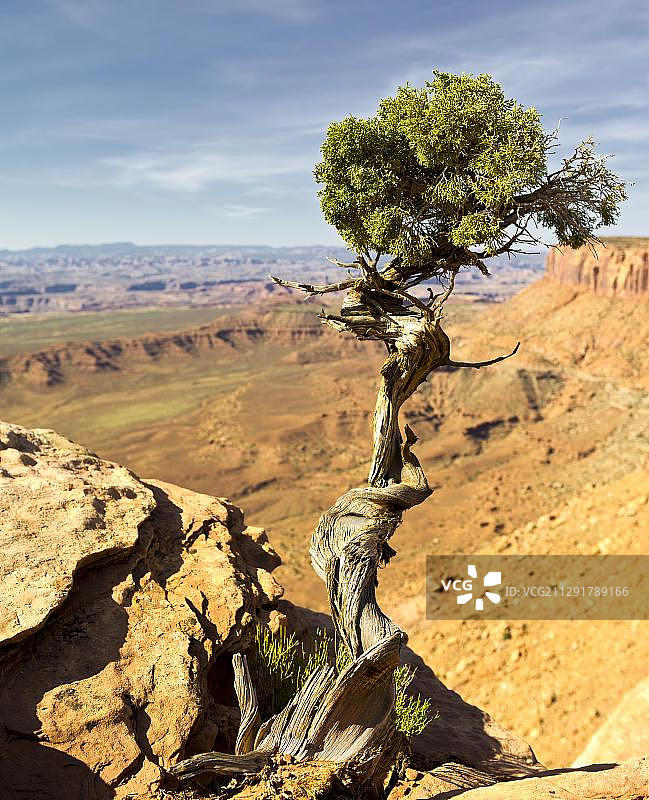 犹他刺柏，美国犹他州峡谷地国家公园图片素材