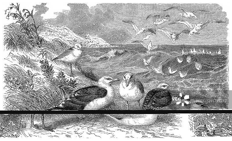 19世纪大黑背鸥和海鸥动物画历史图样(选自《 Meyers Konversations-Lexikon百科全书》1890年)图片素材