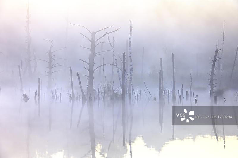 施文宁格沼泽自然保护区，内卡河源头，菲林根-施文宁根，黑森林，巴登-符腾堡州，德国，欧洲图片素材