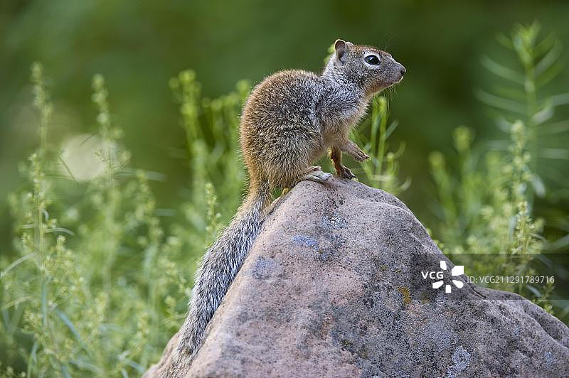 加州地松鼠，美国犹他州锡安国家公园图片素材