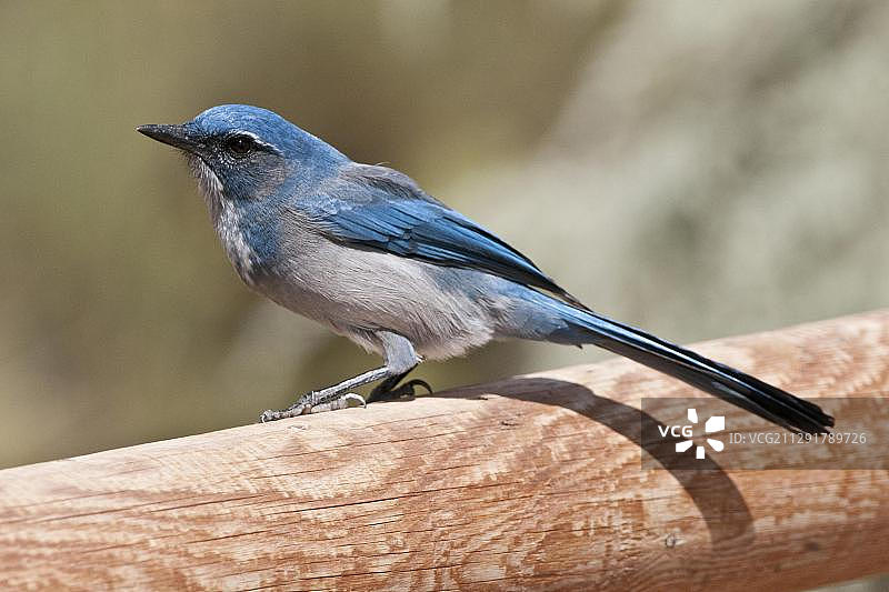 北美美国犹他州拱门国家公园的蓝松鸦图片素材