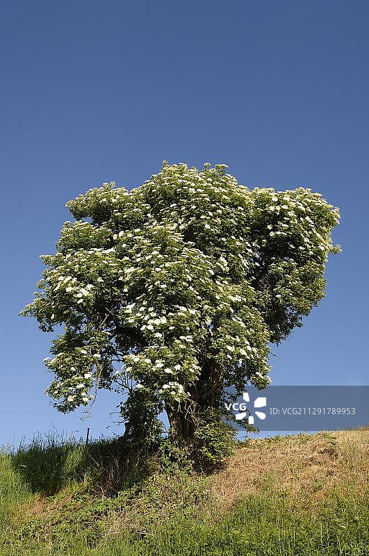德国巴登-符腾堡埃滕海姆的开花接骨木图片素材