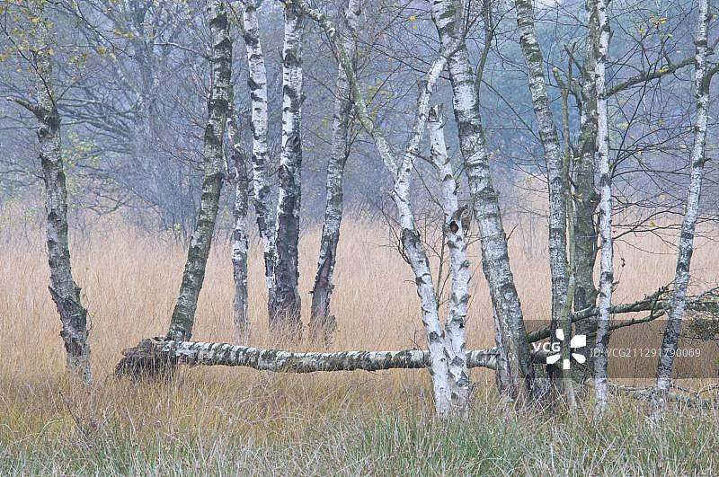 垂枝桦树，陶森施里特沼泽，哈伦，埃姆斯兰地区，下萨克森州，德国，欧洲图片素材