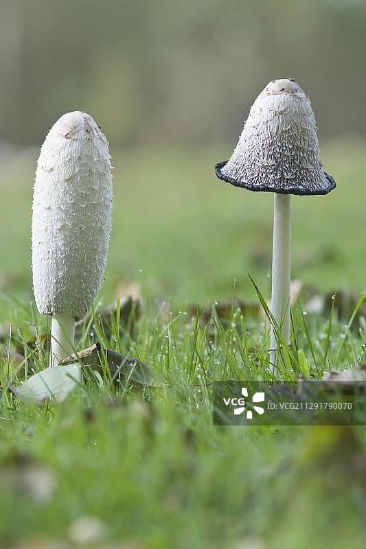 鬼伞，德国下萨克森州图片素材