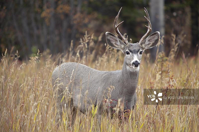 正在食用玫瑰果的骡鹿雄鹿（半尾鹿），加拿大育空地区，北美洲图片素材