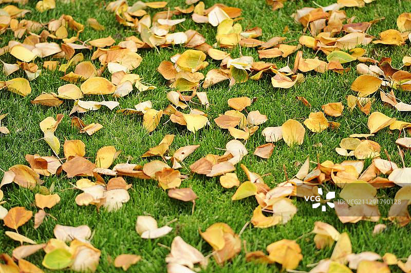 草坪上的日本连香树秋叶，德国，欧洲图片素材