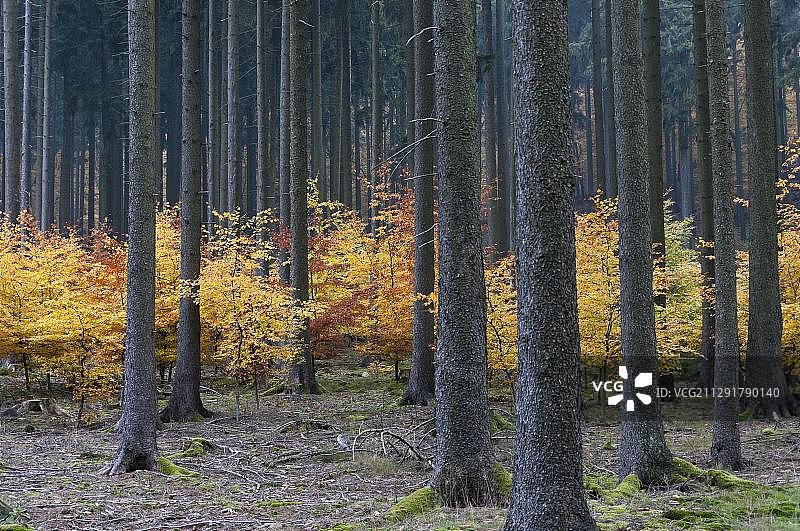 陶努斯山脉森林中的秋意，德国黑森州，欧洲图片素材