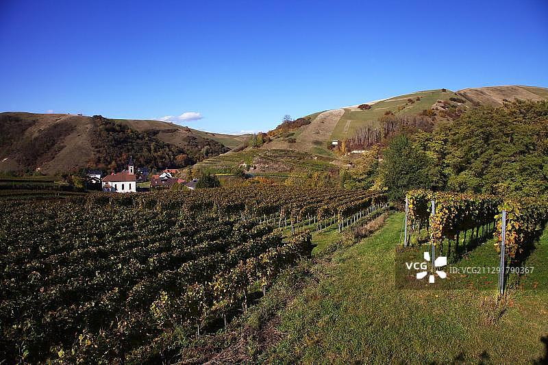 德国巴登-符腾堡凯撒山脉葡萄园与圣罗马努斯教堂图片素材