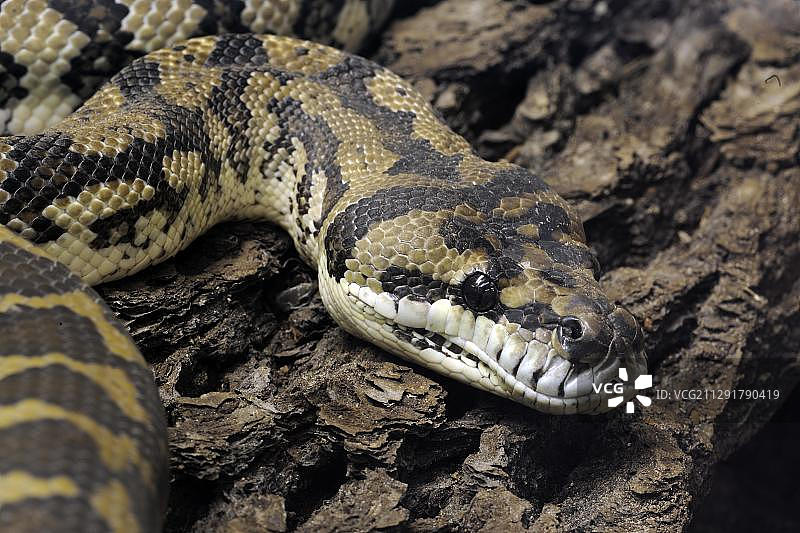 地毯蟒（Morelia spilota variegata），新几内亚，大洋洲图片素材