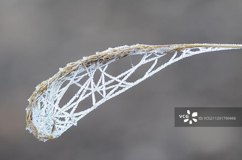 被霜覆盖的紫茅草上的蛛网，德国下萨克森州埃姆斯兰地区哈伦图片素材