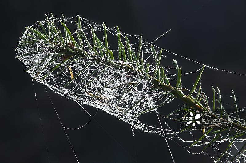 道格拉斯冷杉枝条上的露珠蜘蛛网，德国下萨克森州埃姆斯兰地区哈伦图片素材